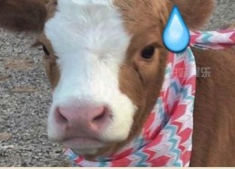 娱乐吃瓜酱熊大,娱乐界的“瓜王”传奇