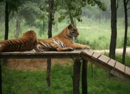 娱乐吃瓜酱动物园,揭秘娱乐圈背后的趣味故事