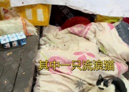 娱乐吃瓜酱不叠被子,揭秘明星不叠被子的秘密生活