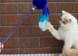 娱乐吃瓜君猫猫生日歌,萌宠欢唱，共庆猫界盛事