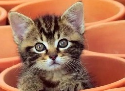 娱乐吃瓜酱猫咖,猫咪与娱乐的完美融合