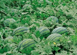 五一吃瓜网最新官网入口