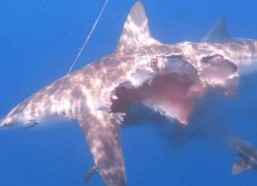 娱乐吃瓜酱鲨鱼,揭秘娱乐圈那些不为人知的幕后故事