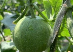 娱乐吃瓜视频背景怎么做