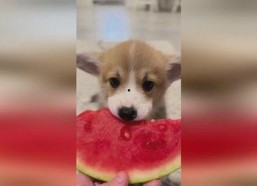 娱乐圈吃瓜小狗是谁,揭秘神秘网友背后的真实身份