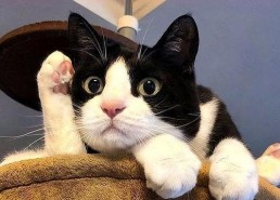 娱乐吃瓜酱奶牛猫,揭秘娱乐圈的萌宠生活