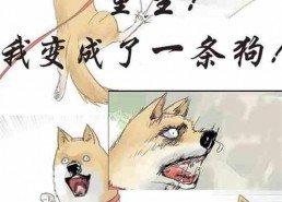 娱乐圈猫猫吃瓜小说,猫猫吃瓜，揭秘明星背后的秘密