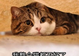 娱乐吃瓜酱猫妈