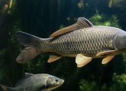 吃瓜娱乐小鲤鱼视频