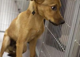 宠物安乐死娱乐吃瓜酱