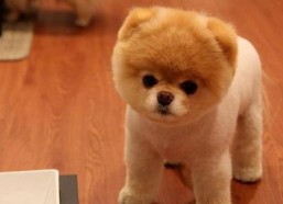 娱乐吃瓜酱抚慰犬,揭秘娱乐圈温馨治愈瞬间