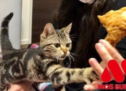 娱乐吃瓜小猫咪视频在线观看,小猫咪吃瓜视频，萌态十足，在线观看必笑