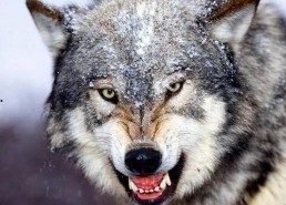 娱乐吃瓜酱狼性,揭秘娱乐圈的狠角色