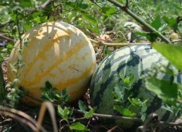 娱乐718吃瓜上不去了,揭秘吃瓜群众为何上不去的神秘面纱