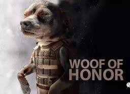 娱乐吃瓜汪星人是谁啊,网络红星的崛起之路